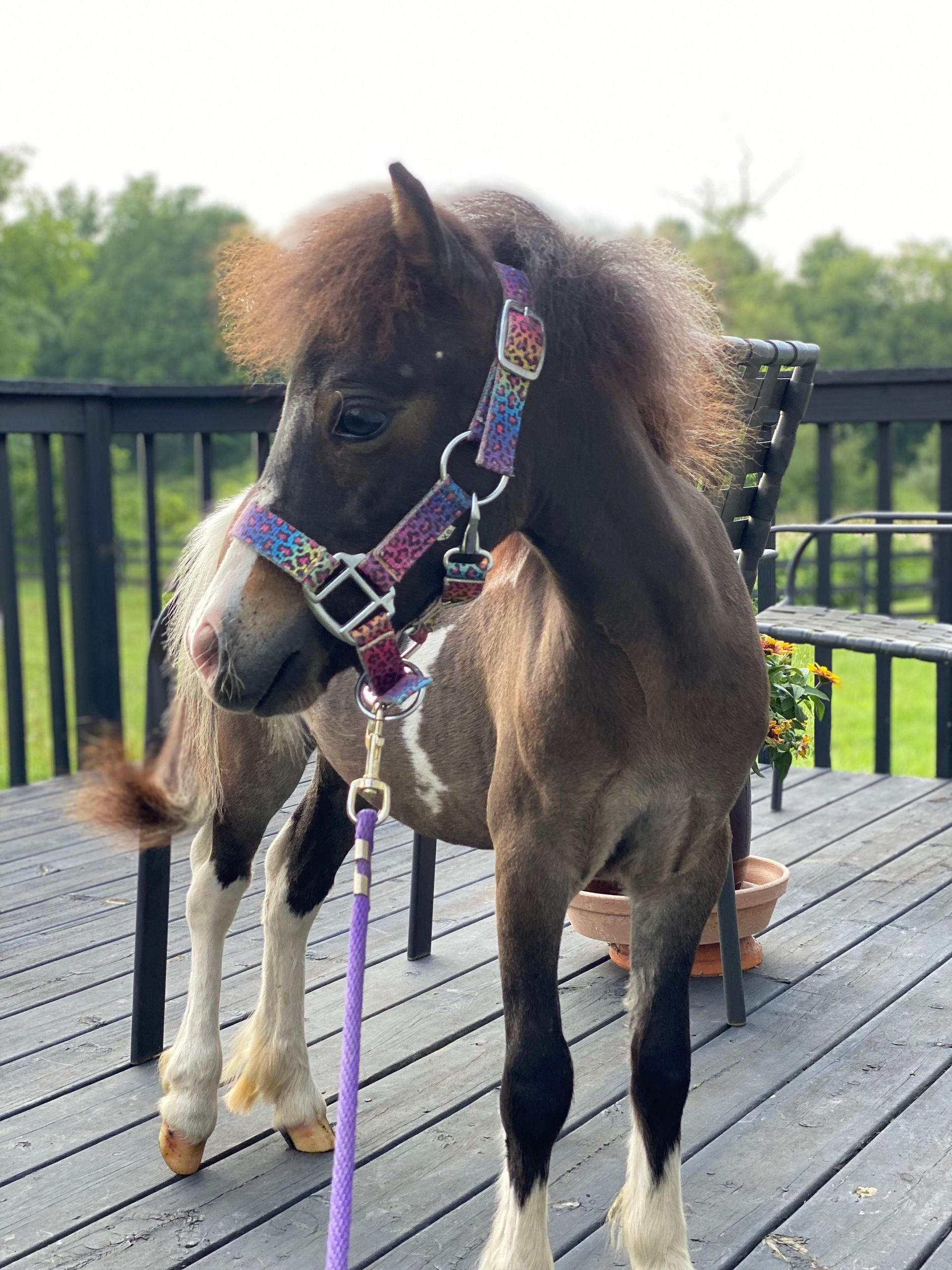 Selena Mini Therapy Horse