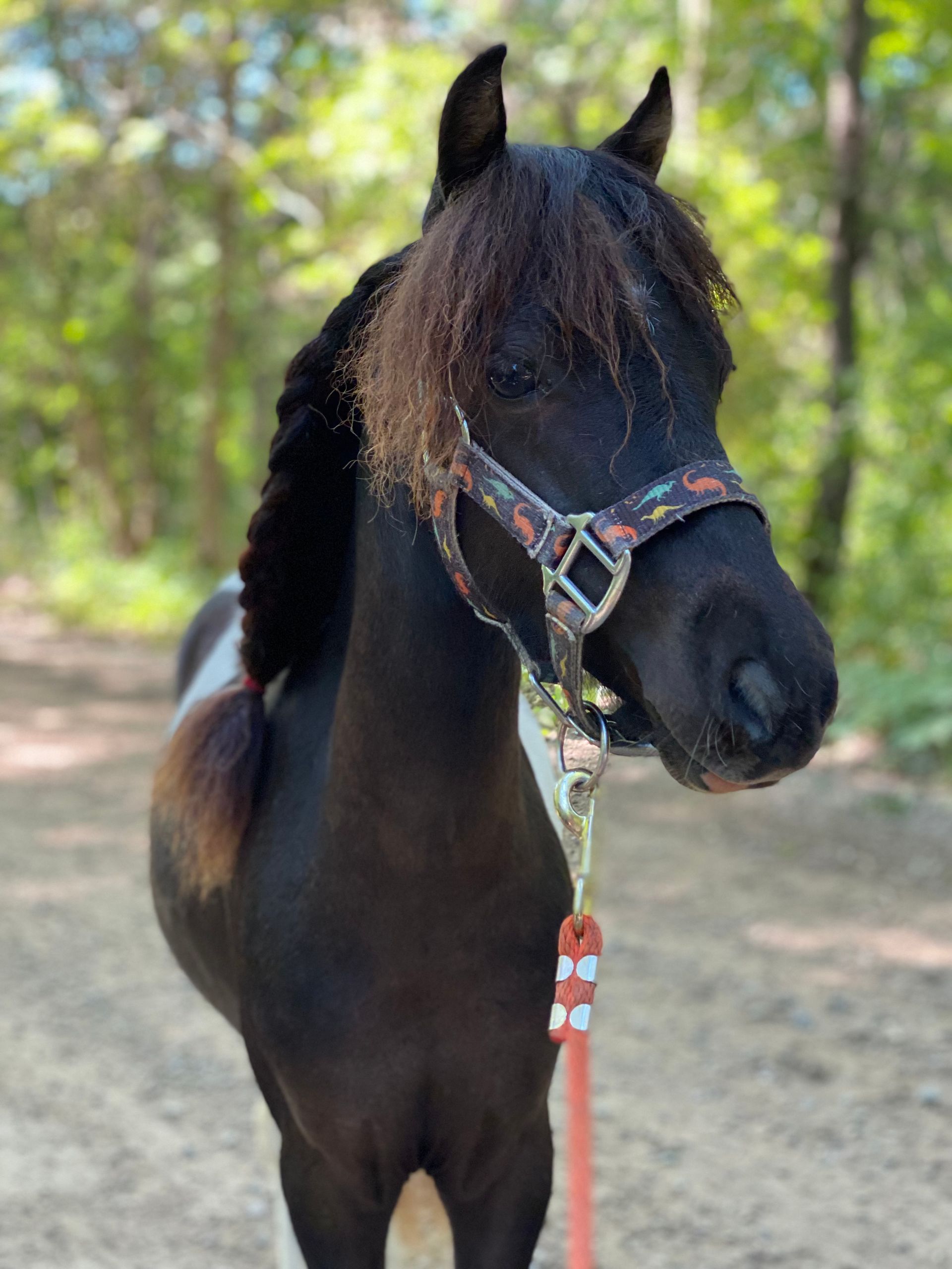 Selena Mini Therapy Horse