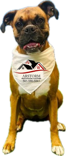 A brown and white dog wearing a bandana with the word arstorm on it.