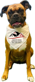 A brown and white dog wearing a bandana with the word arstorm on it.