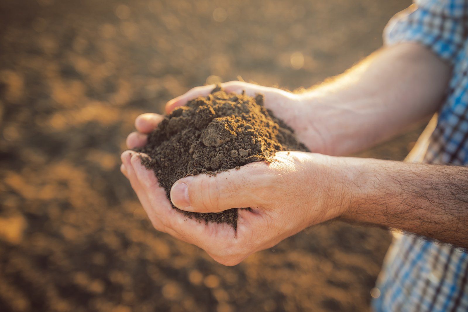 hand holding the soil