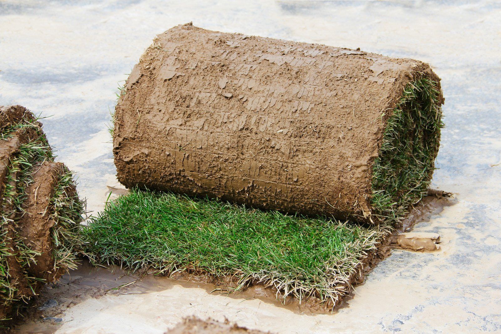 sod rolls in the ground