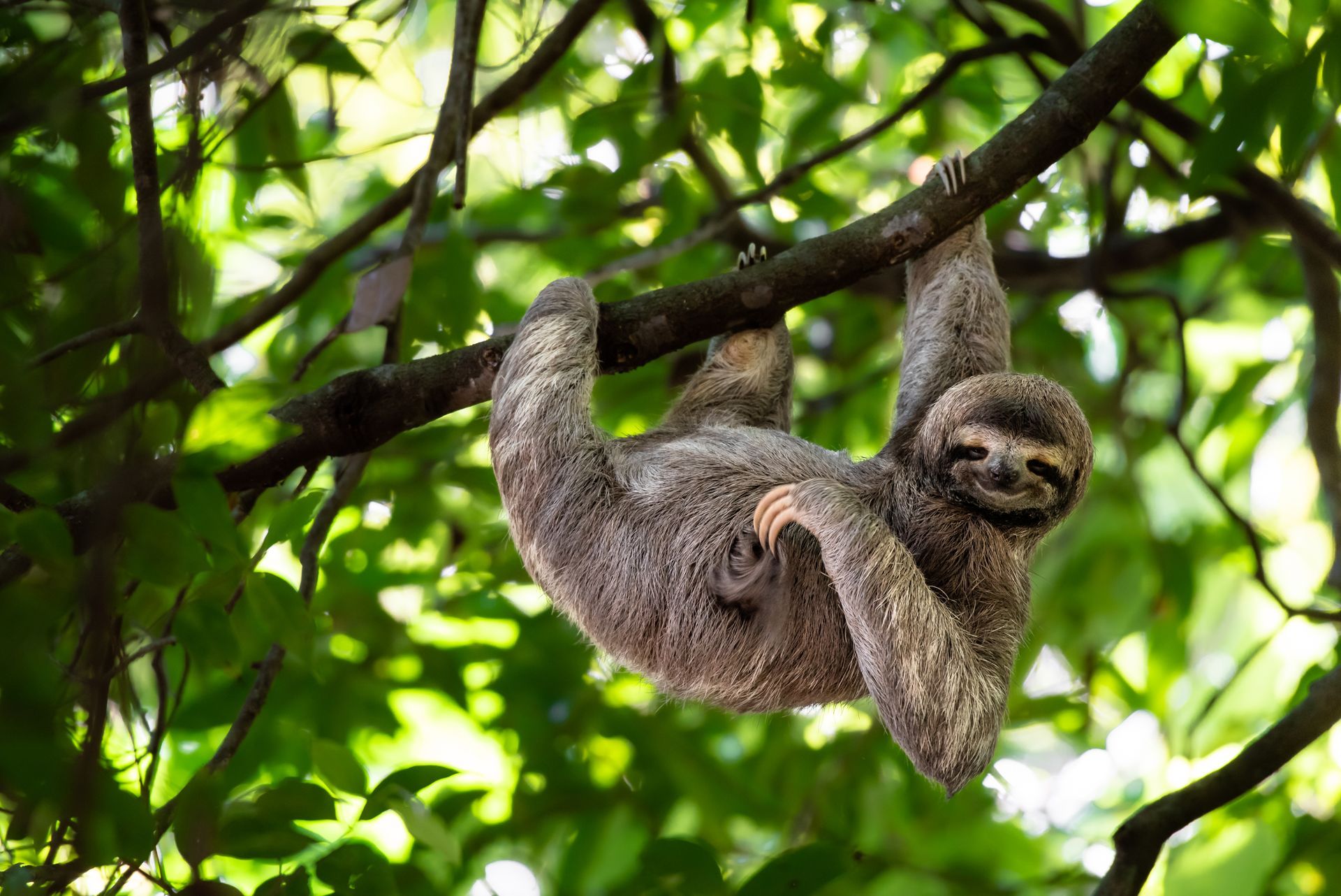 Costa Rican cutest sloth