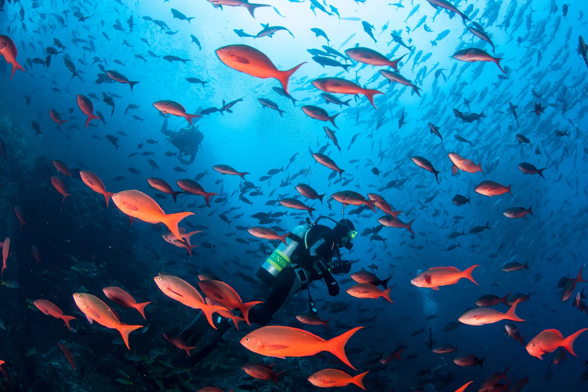 photo amazing reef diving Costa Rica