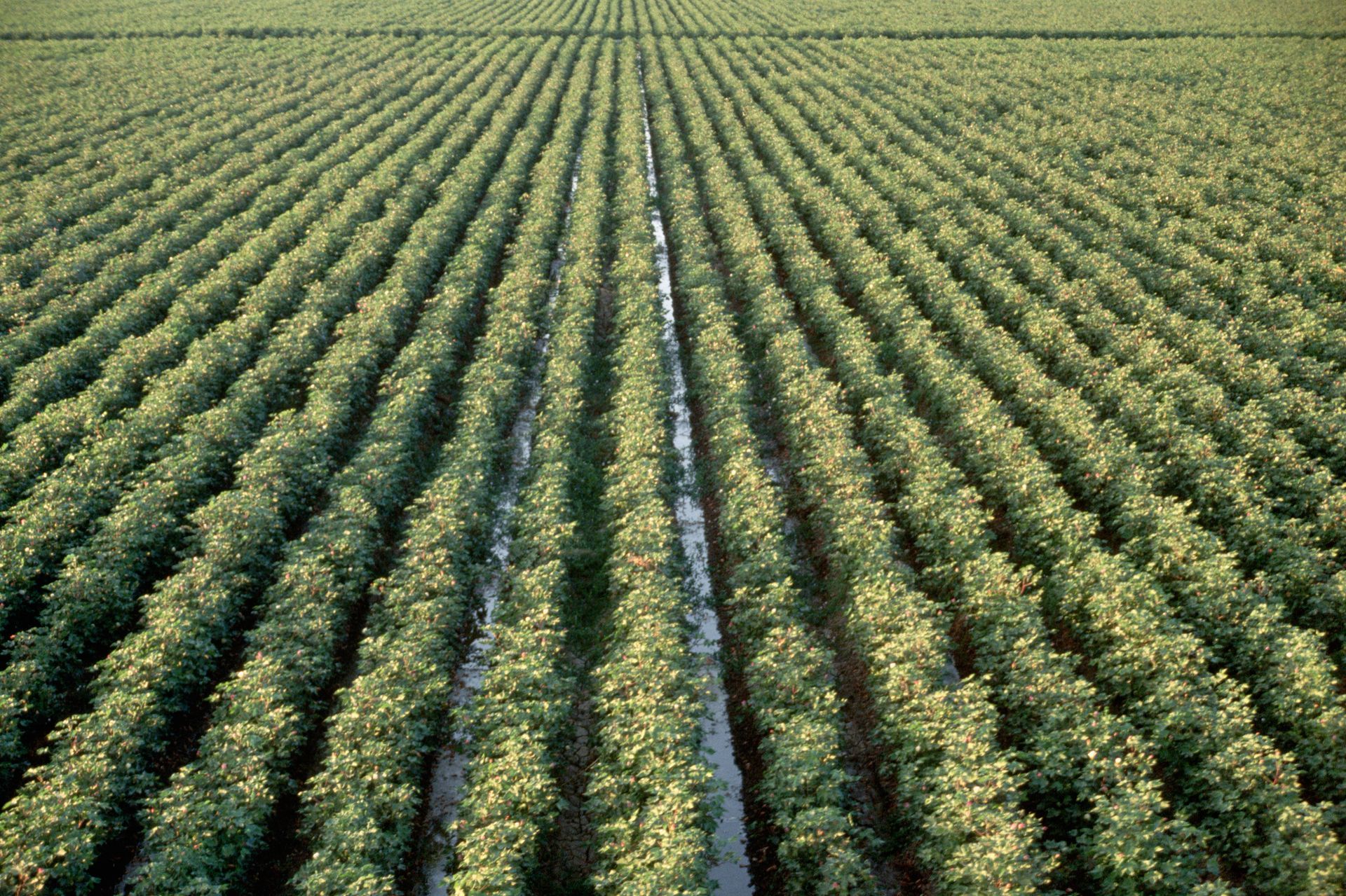Rows of plants in a field with water running through them
