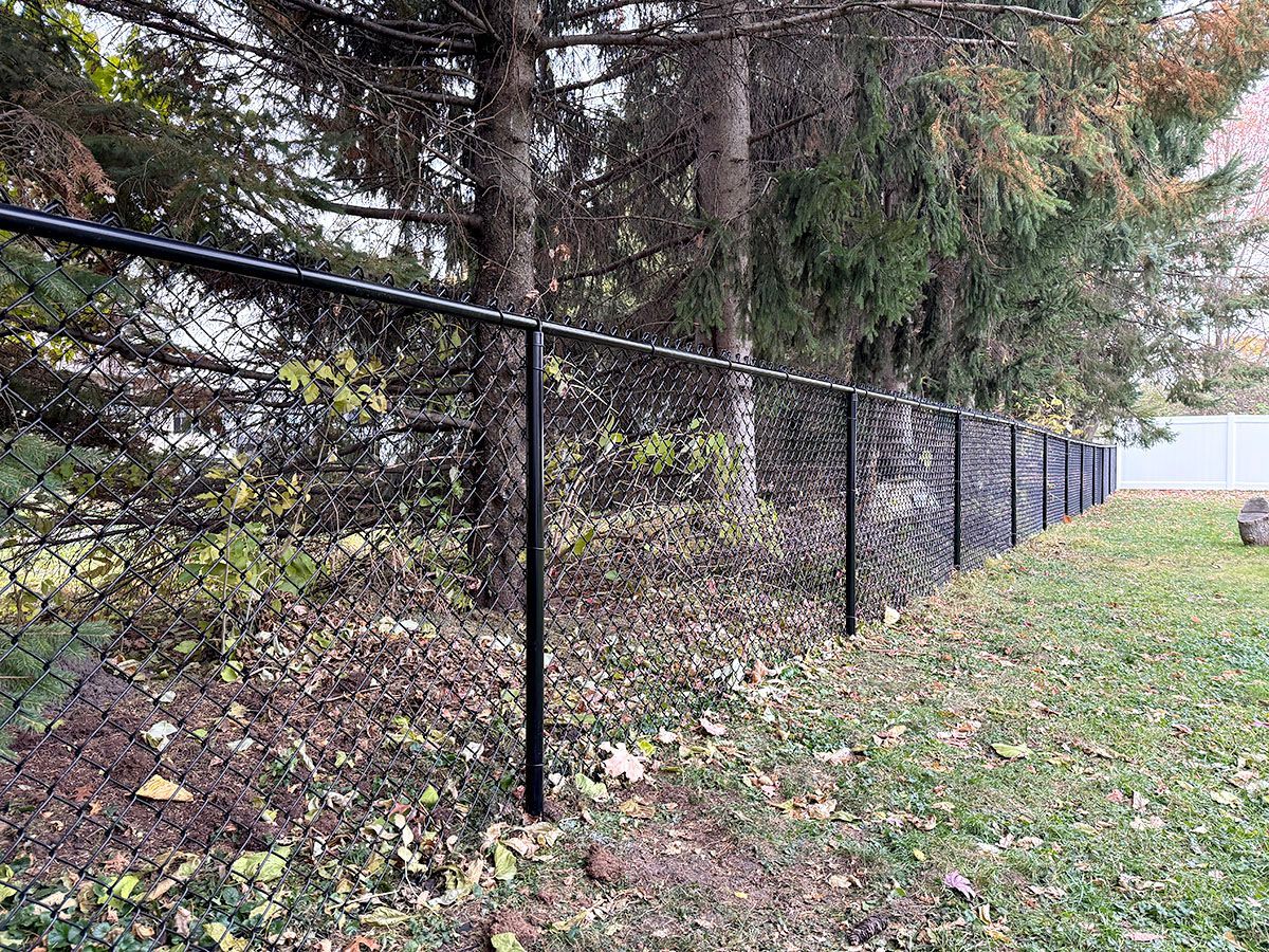 A black chain-link fence runs along the edge of a grassy lawn bordered by evergreen trees in a park-like setting.