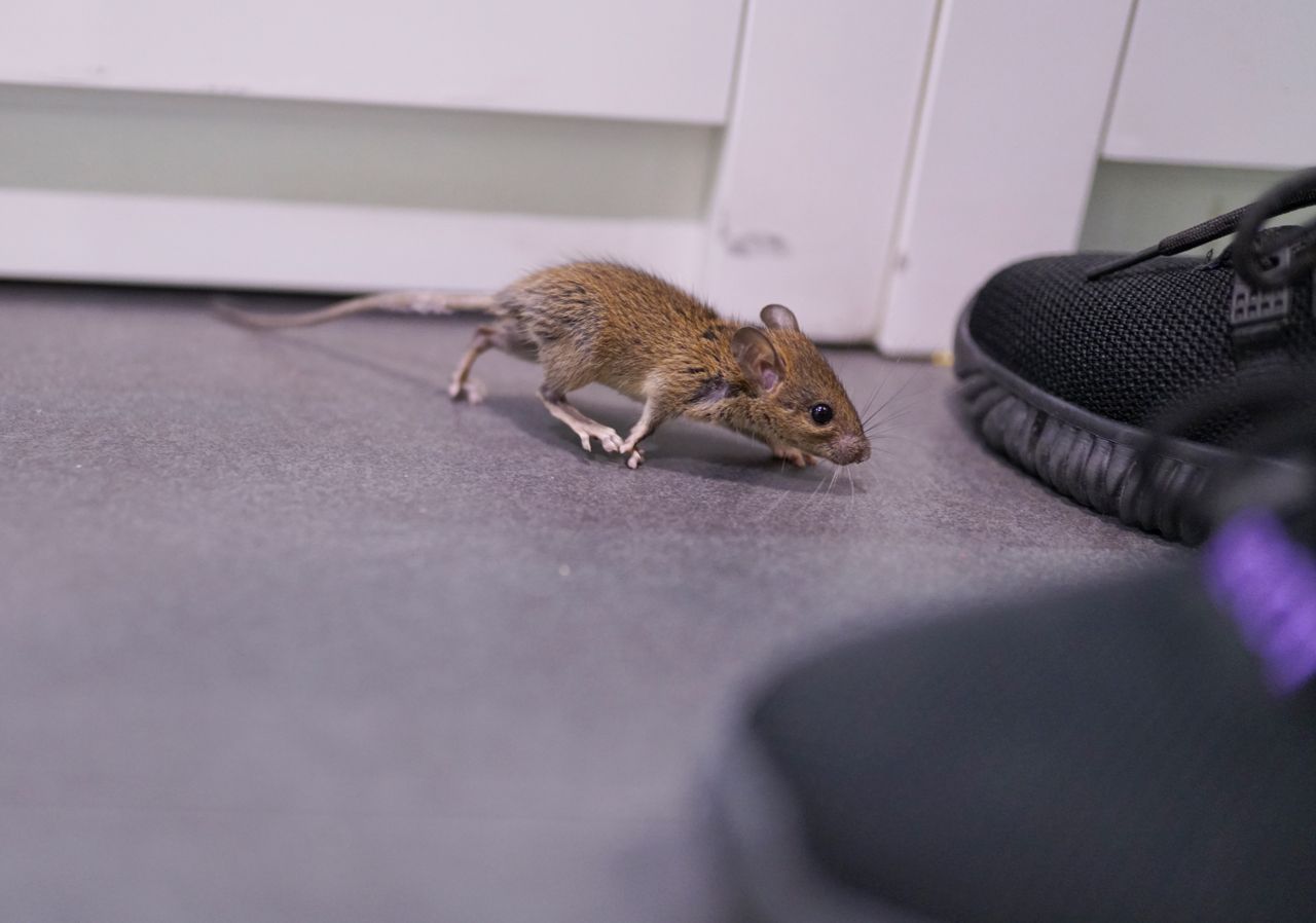 A mouse is walking on the floor next to a person 's shoe.