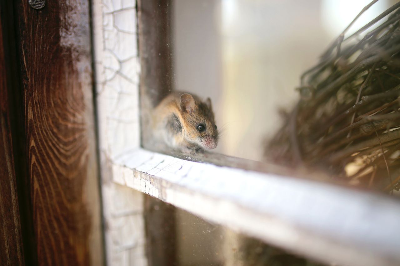 A small mouse is looking out of a window.