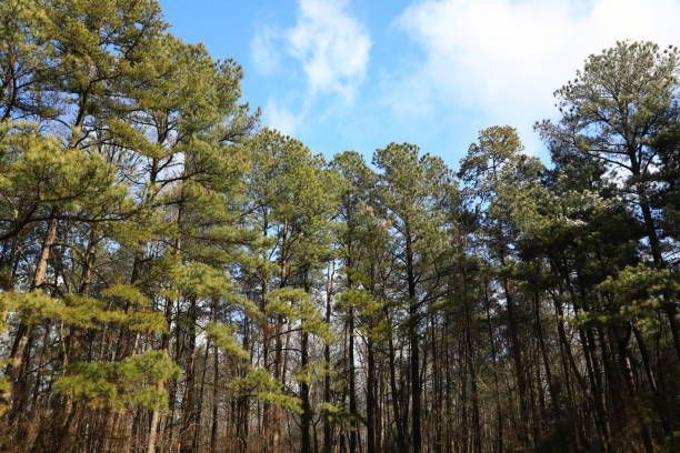Loblolly Pine – Pine Belt Region, MS – A Cut Above Tree Service