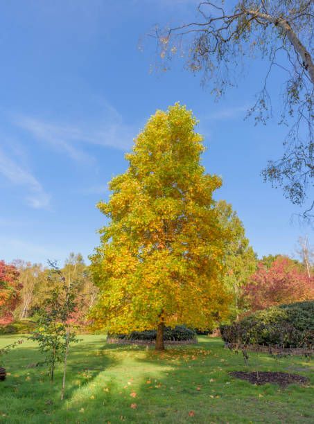 Tulip Poplar – Pine Belt Region, MS – A Cut Above Tree Service