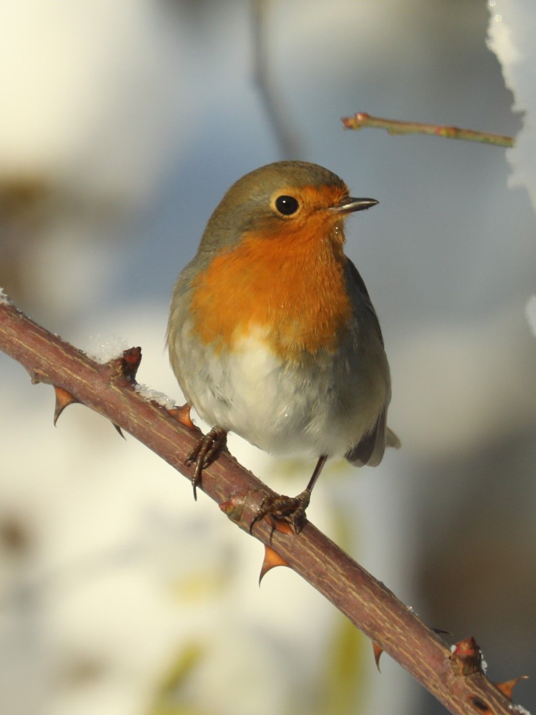 beautiful photo of a robin on a branch with a snowy background