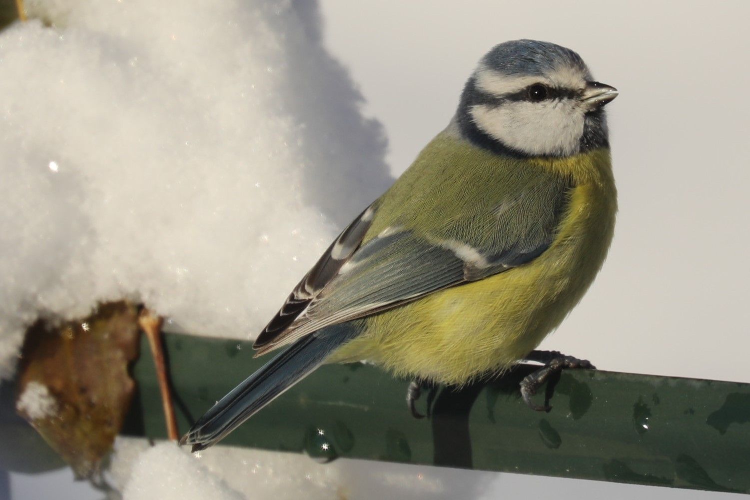 beautiful blue tit photograph with a snowy background