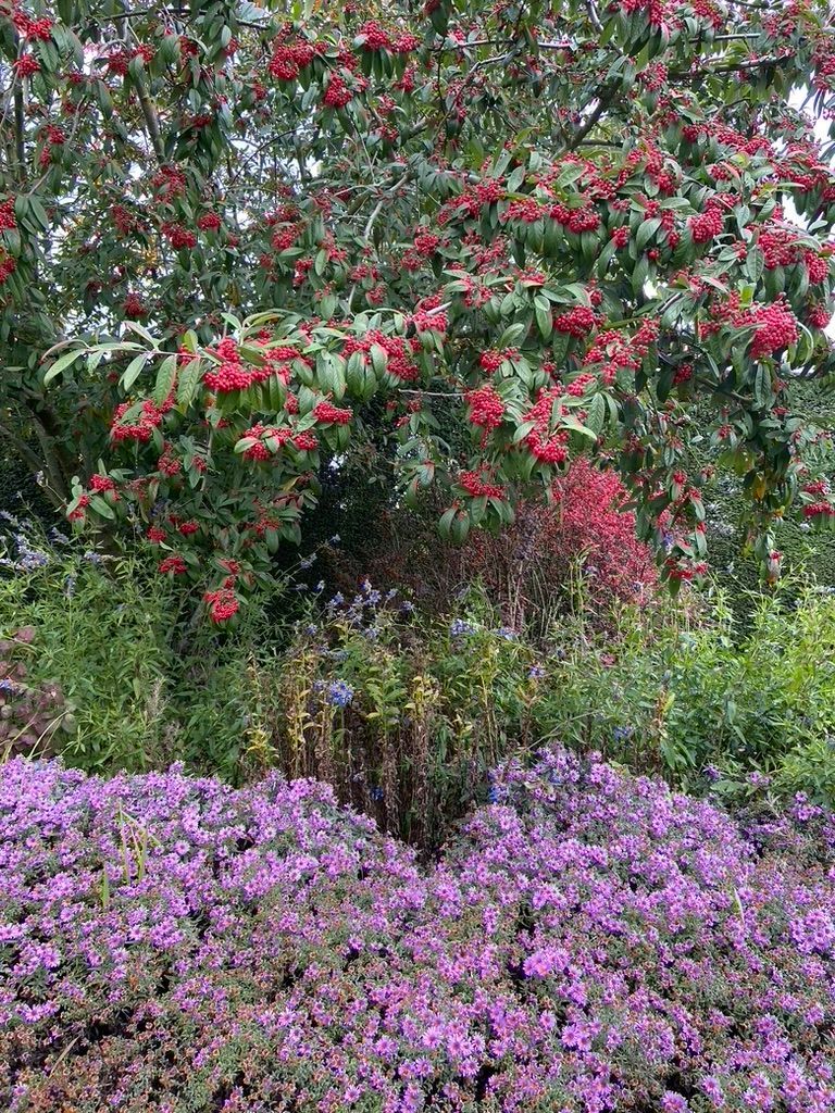 photo of  purple flowers in a beautiful garden