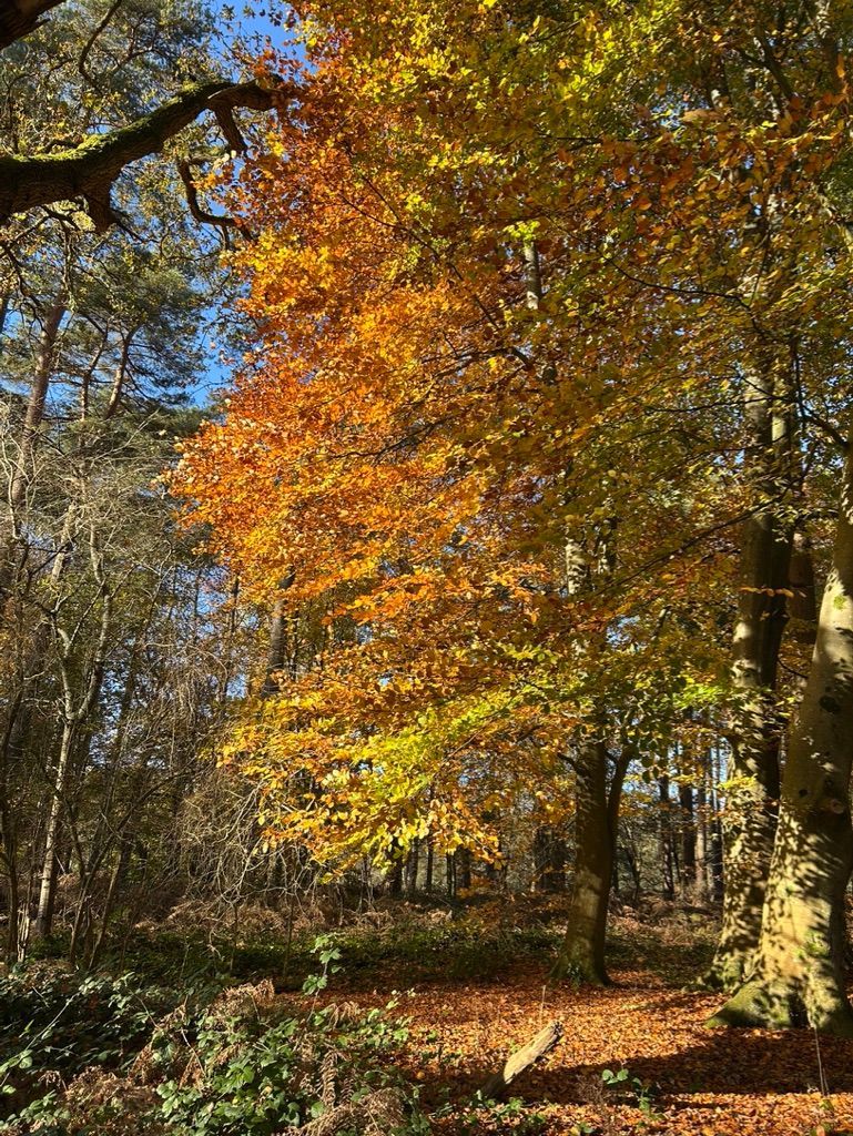 photo of a tree in autumn, with golden yellow leaves and a blue sky behind