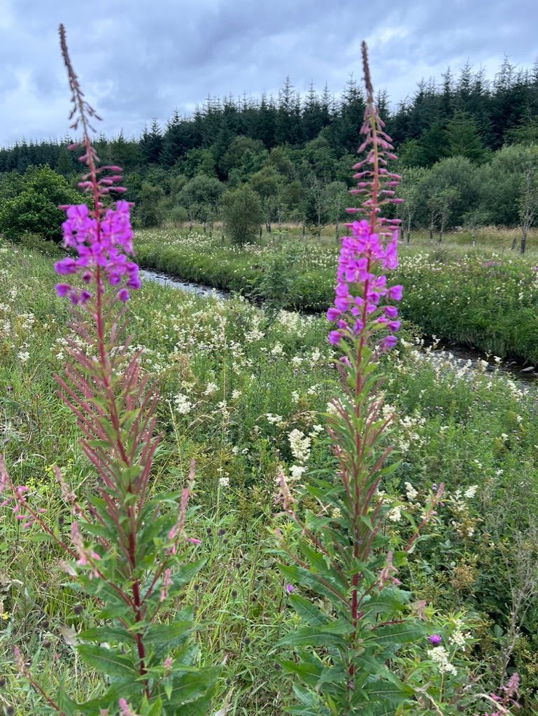 photo of tall purple flowers in a hedgerow of other colourful wild flowers