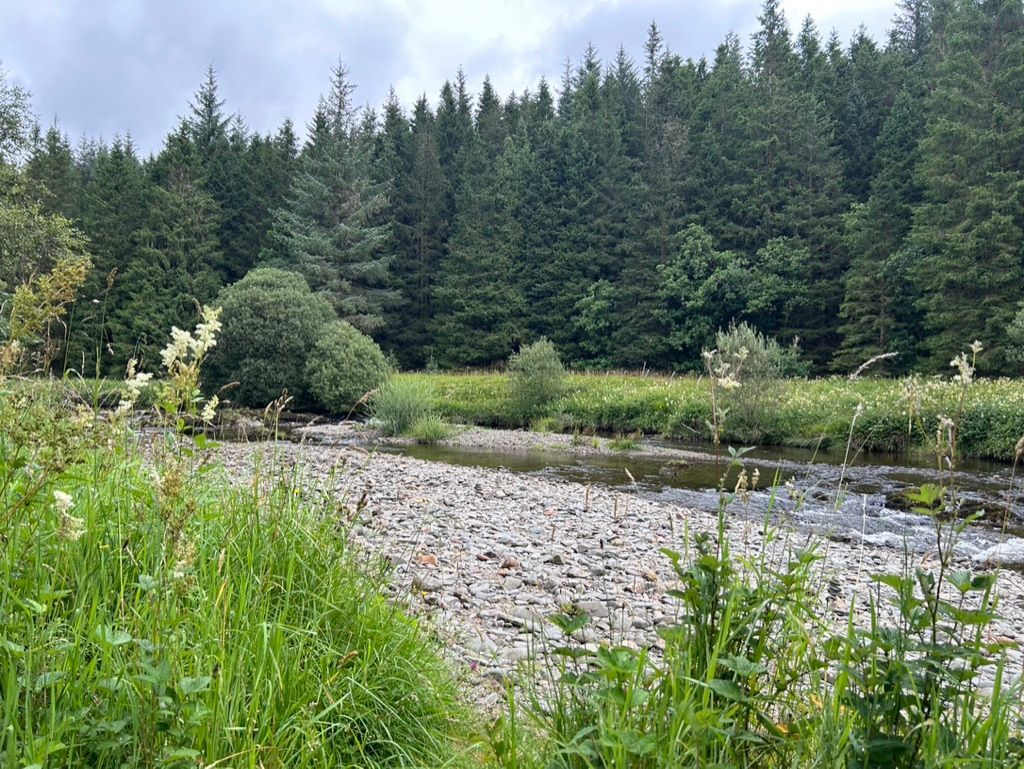 photo of a river with pebbles on the bank and tall tress on the far side
