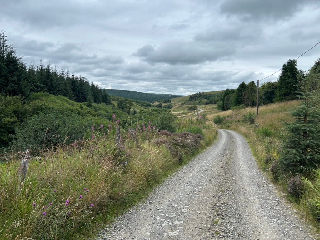 photo of a gravel road winding though beautiful green trees and flowery hedgerows