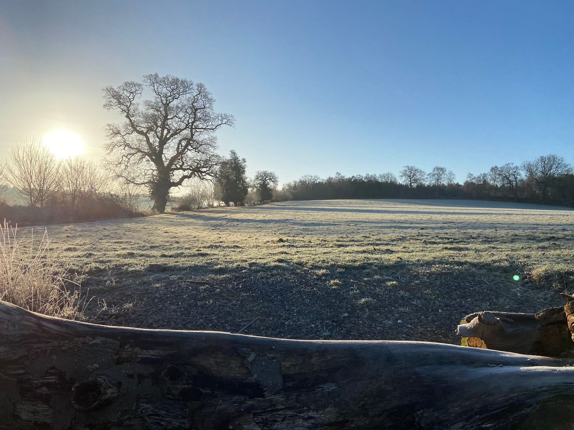 Photo of a grassy field with a tree in the distance, all covered in frost, glinting in sun