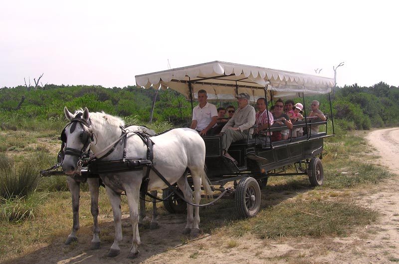 Carriage ride in the S. Rossore Park, Agriturismo near the S. Rossore Park, Bed & Breakfast near the S. Rossore Park