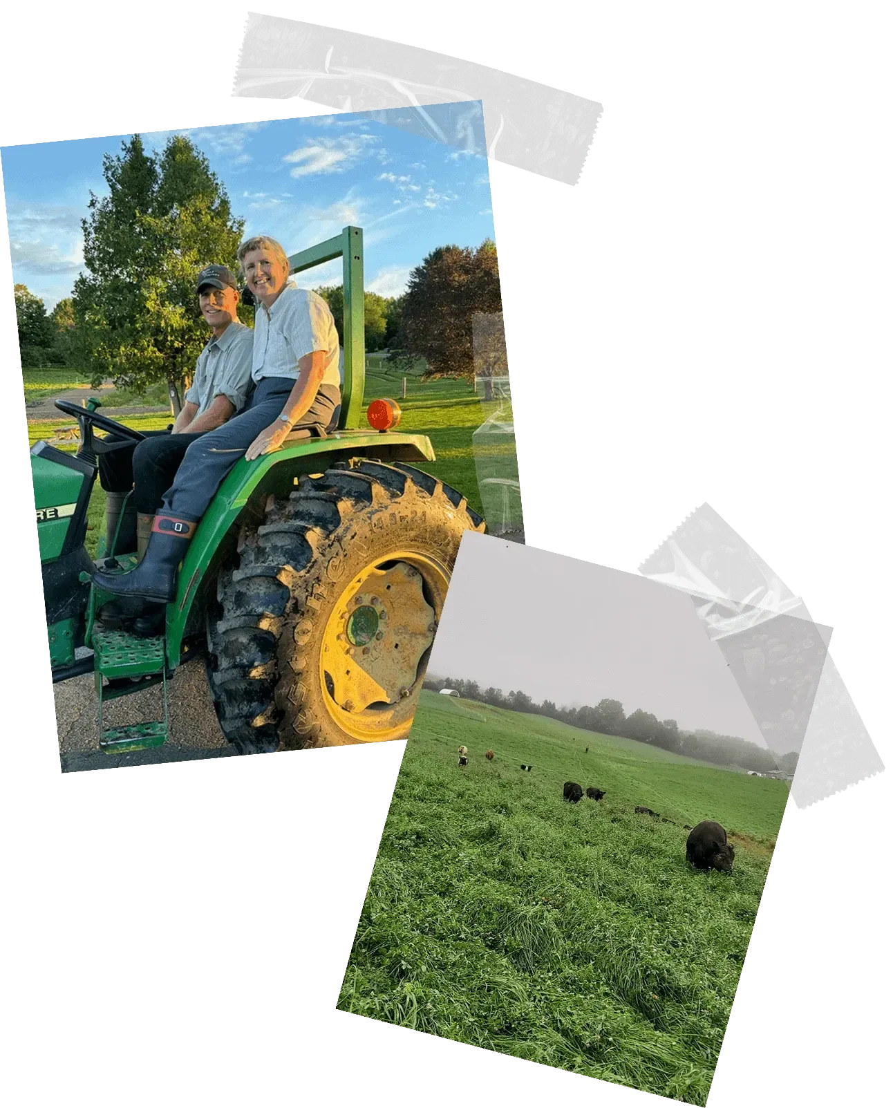 grass fed-beef faqs