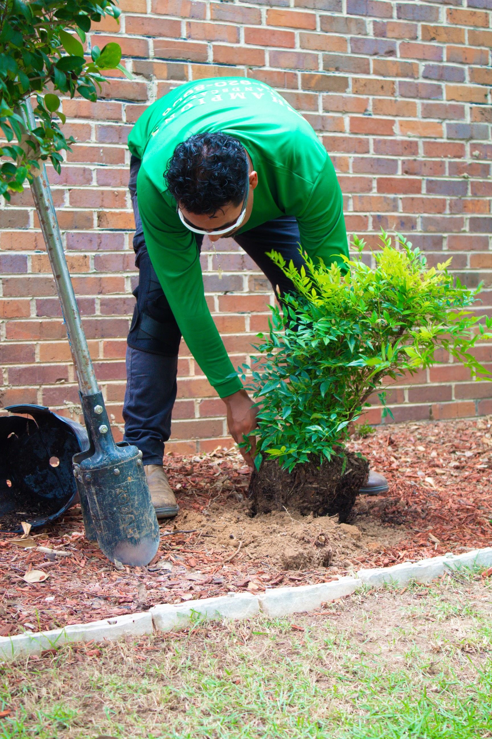 A man in a green shirt is planting a tree in a garden.