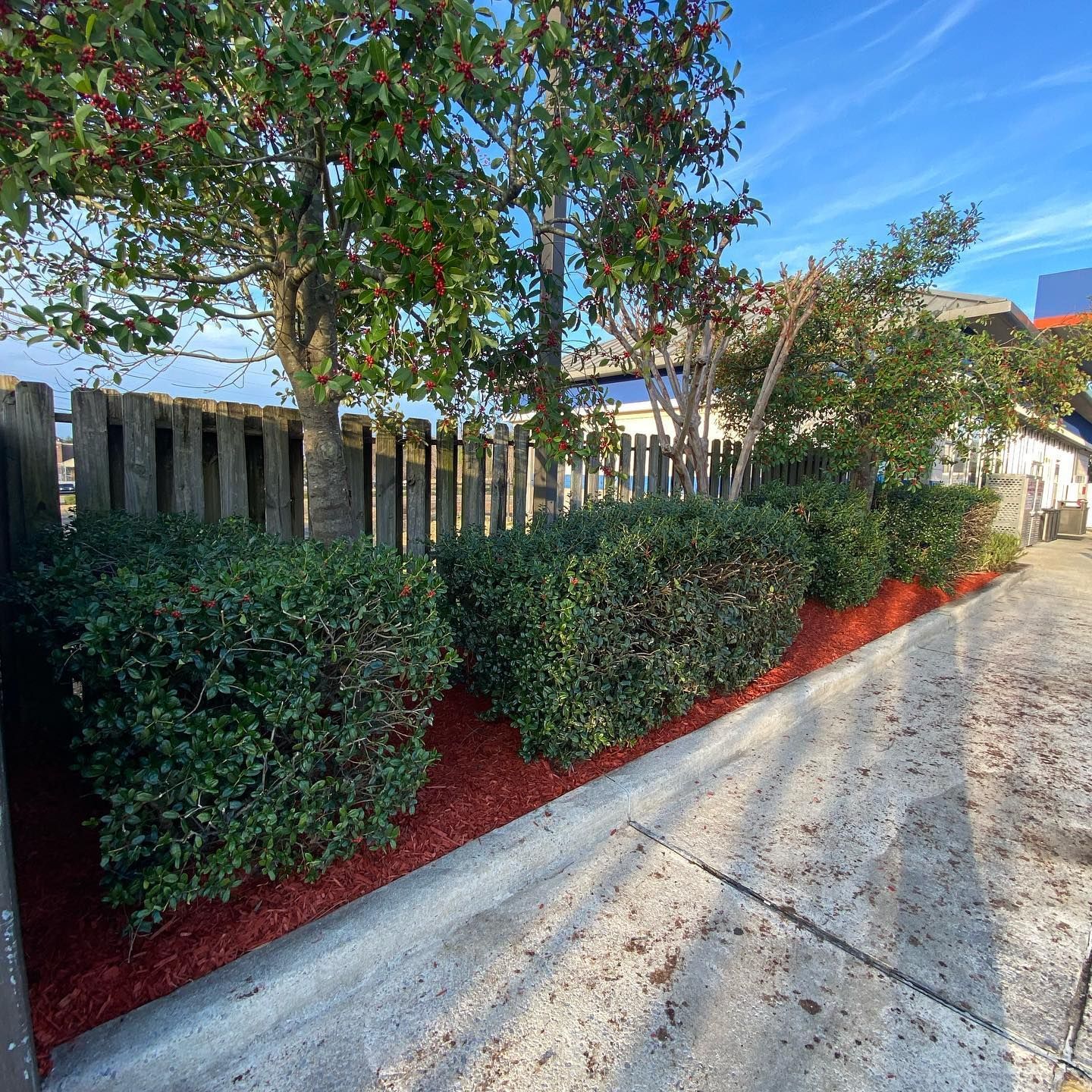 A fence is surrounded by bushes and red mulch.