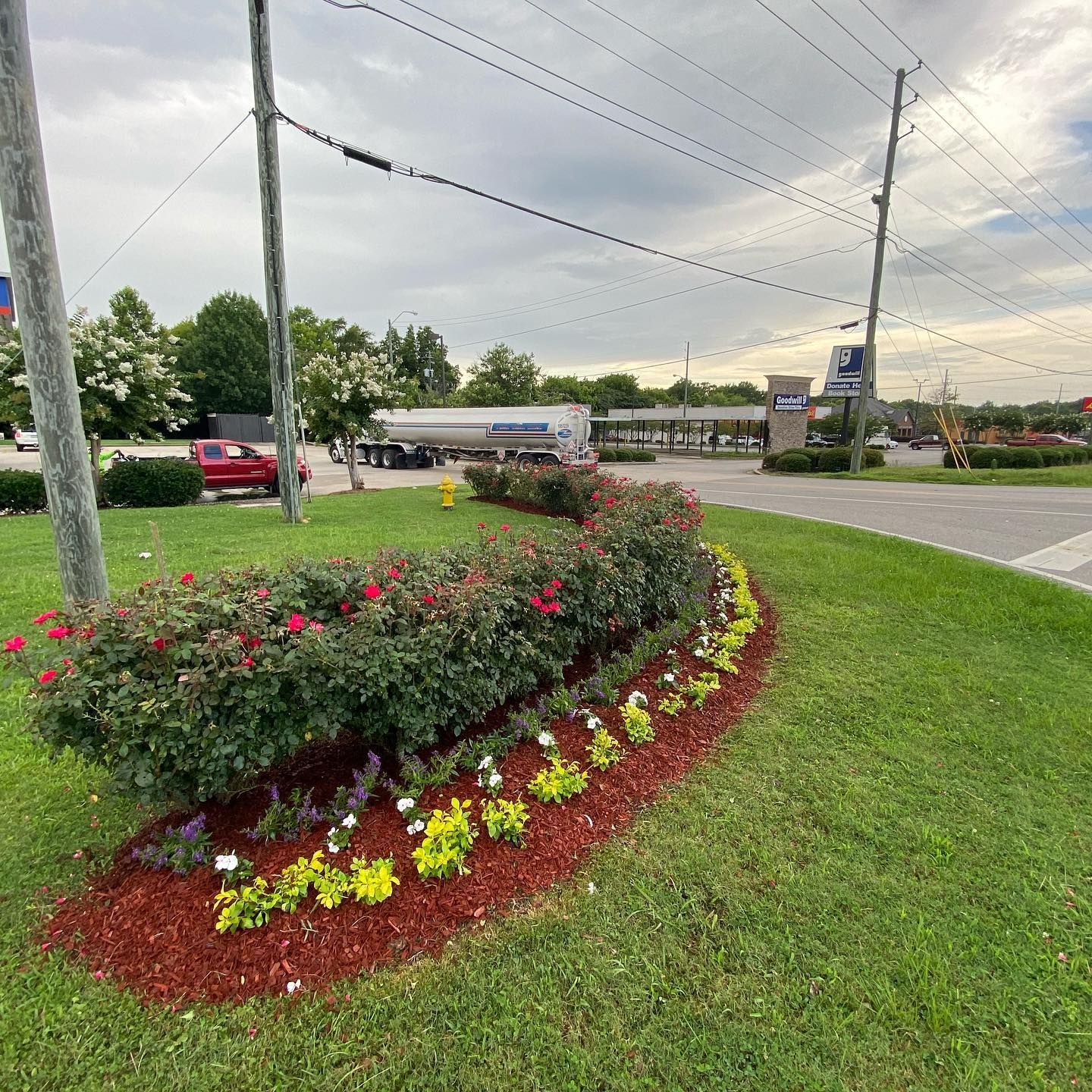 A bush with flowers and mulch in the middle of a lush green field.