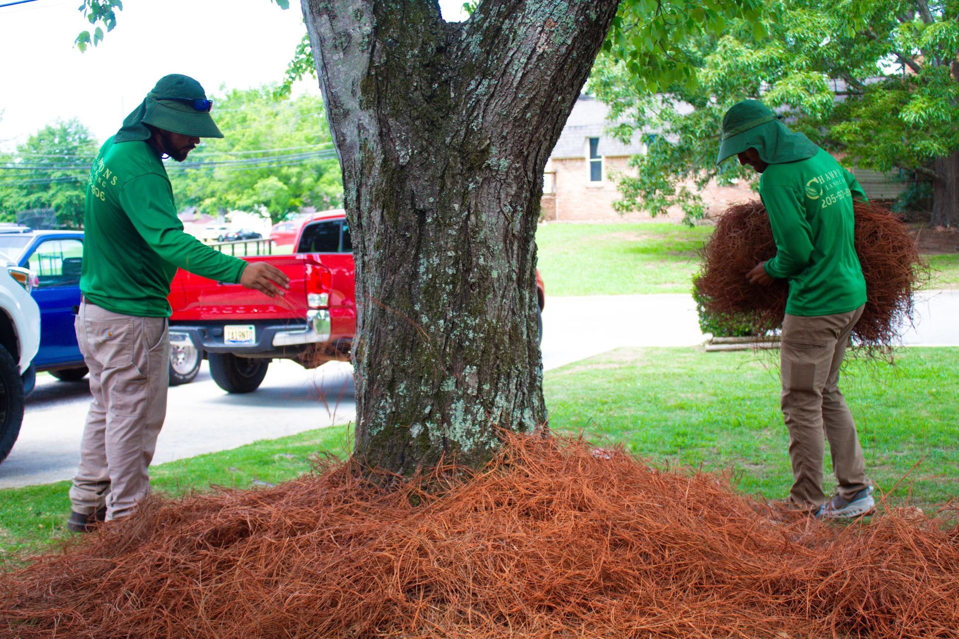 Two men are spreading pine needles around a tree in a yard.