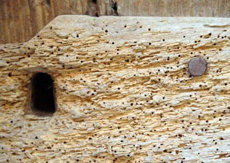 woodworm damaged timber slab