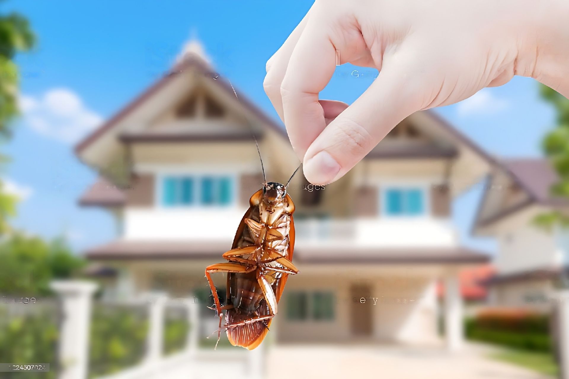 A person is holding a cockroach in front of a house.