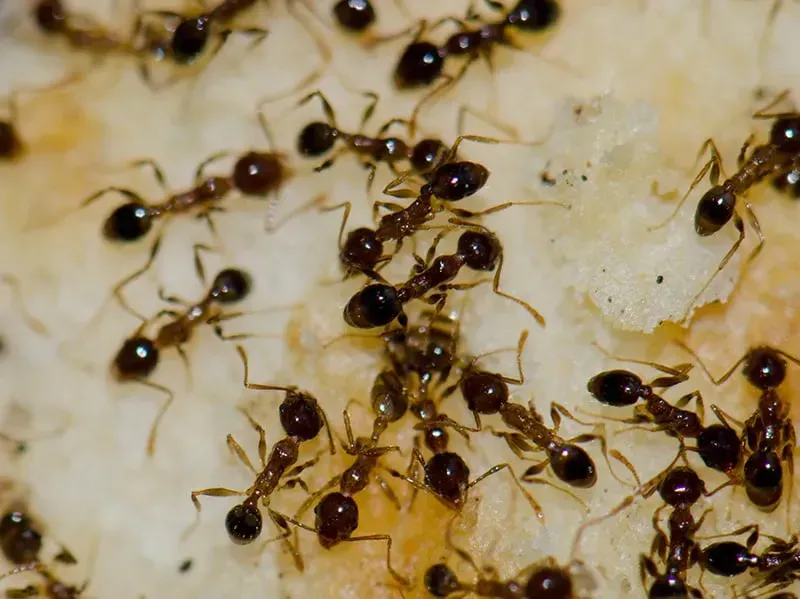 Argentine Ants
