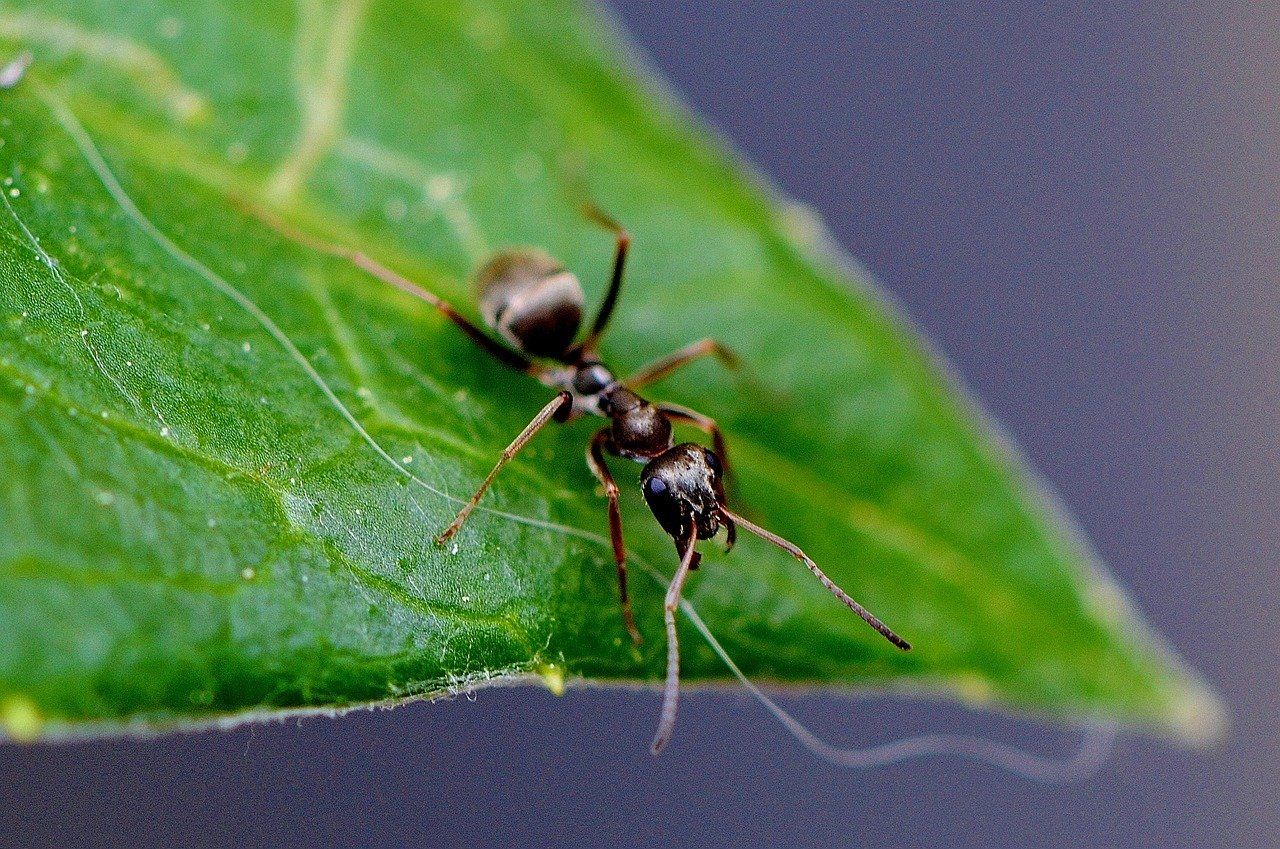 Black Ant on leaf
