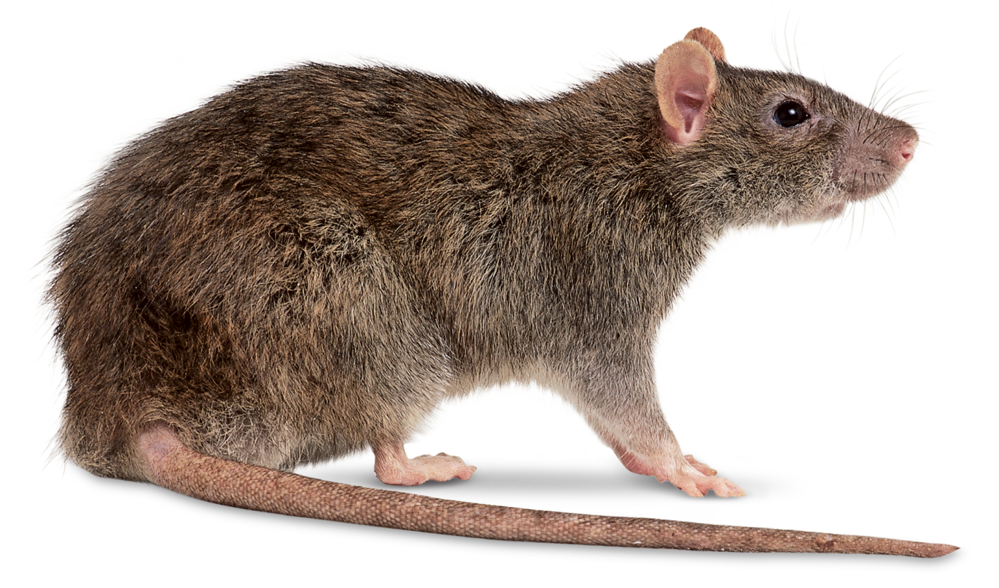 rat Tasmania easy