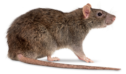 rat Tasmania easy