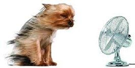 Yorkshire Terrier sits in front of a fan, its fur blowing wildly, appearing to enjoy the breeze.