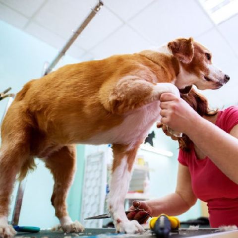 Peluquería canina – Asistente Veterinario
