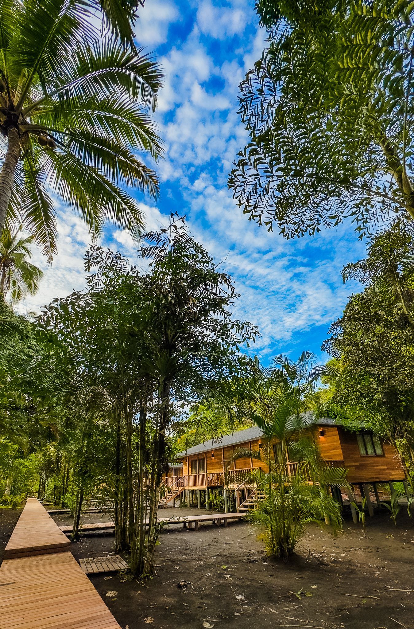 A wooden house is surrounded by trees and palm trees on a sunny day.