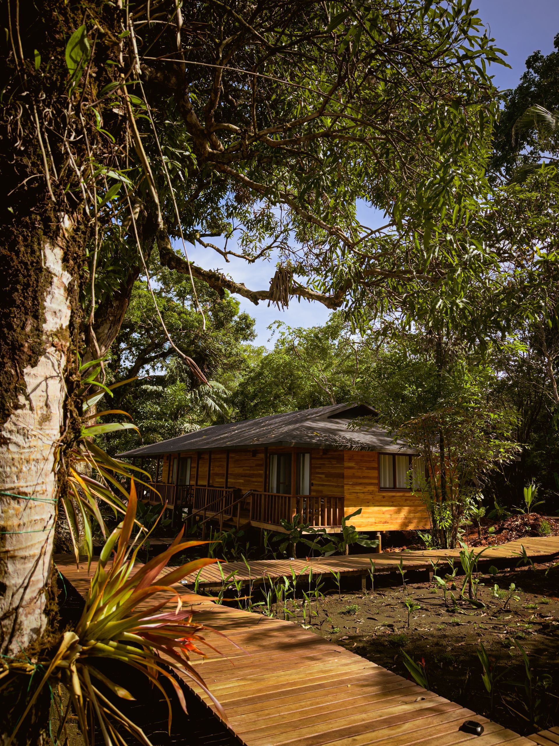 A wooden house in the middle of a lush green forest
