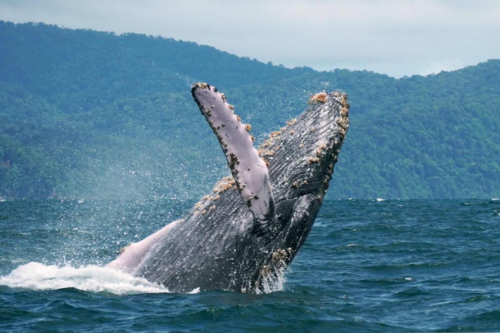 A humpback whale is jumping out of the water