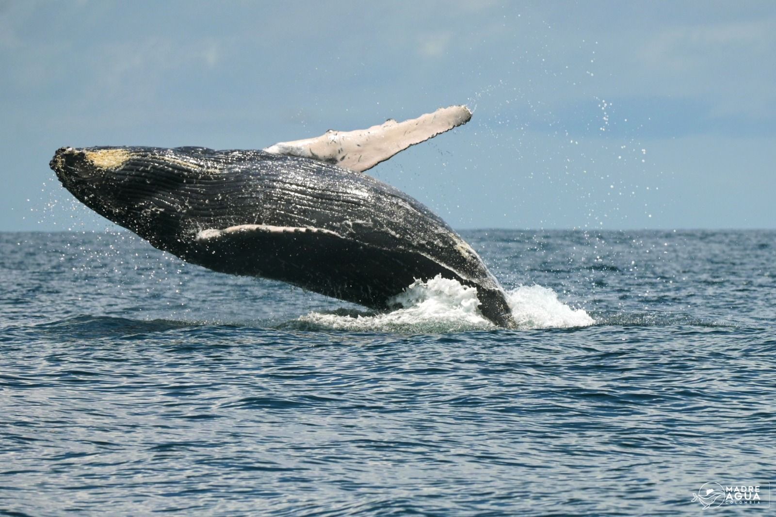 A humpback whale is jumping out of the ocean.