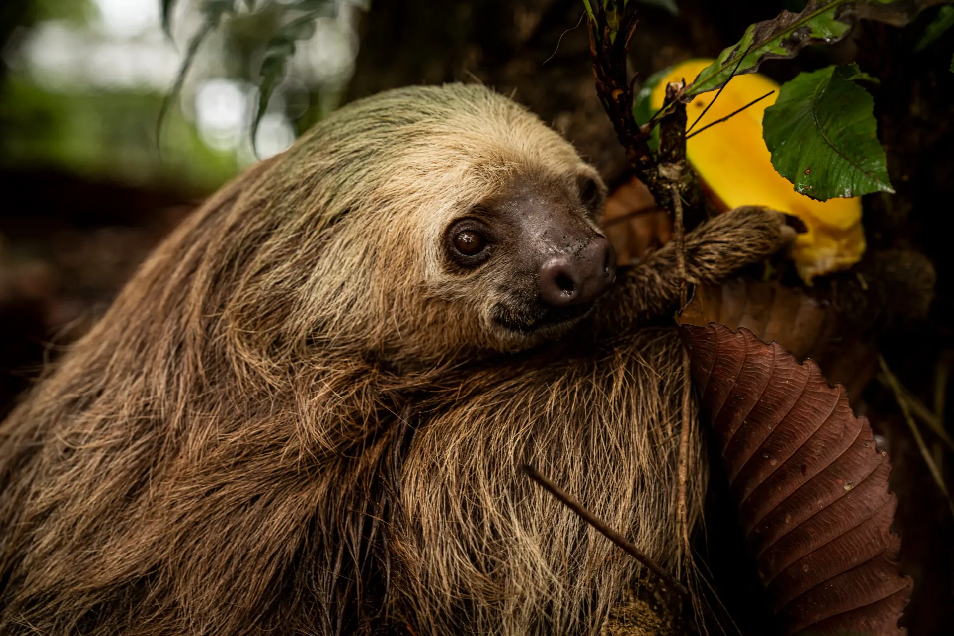 A close up of a sloth eating a banana from a tree.
