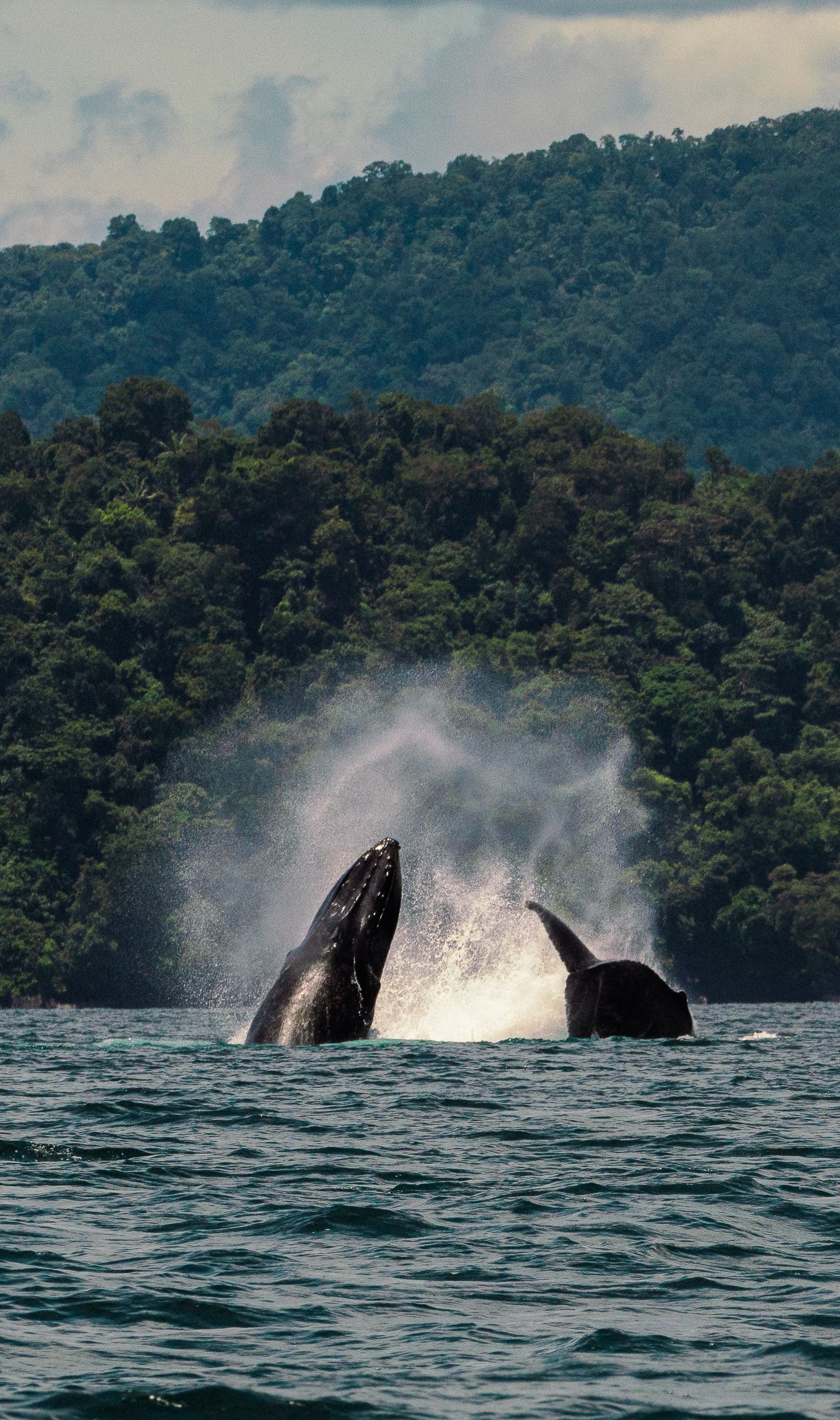 A humpback whale is jumping out of the water.