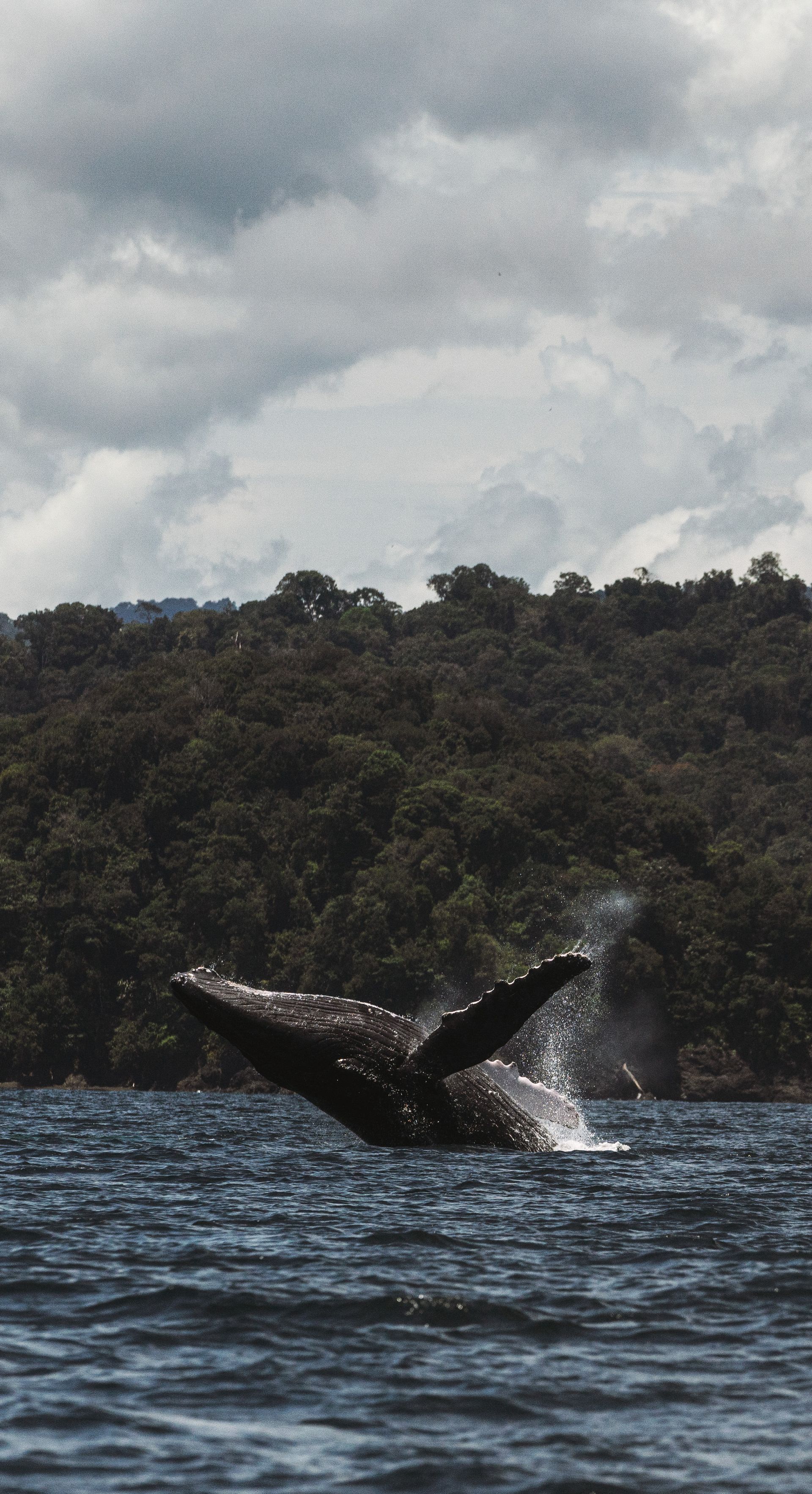 A humpback whale is swimming in the ocean with trees in the background