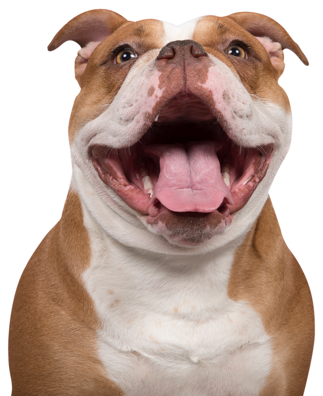 Portrait of an happy old english bulldog looking at the camera with a huge smile isolated on a white background