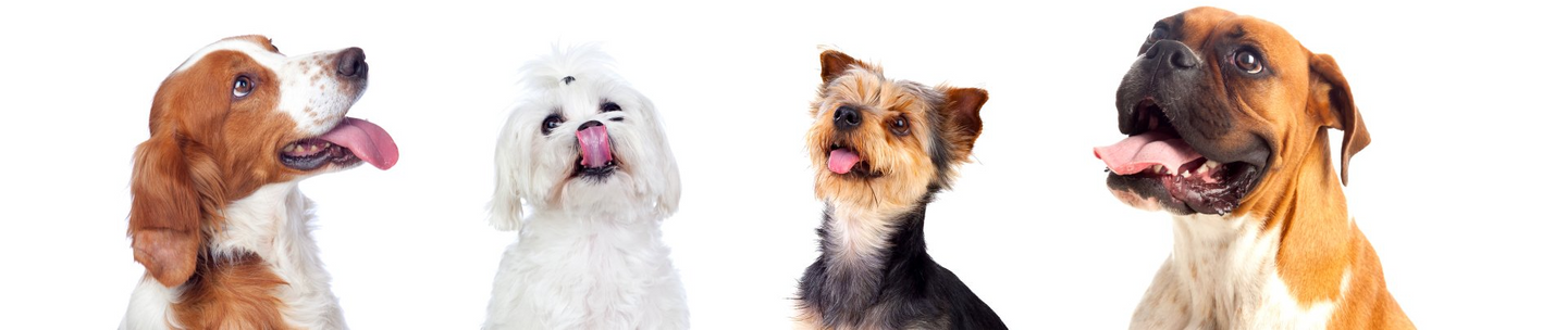 Different dogs looking up isolated on a white background