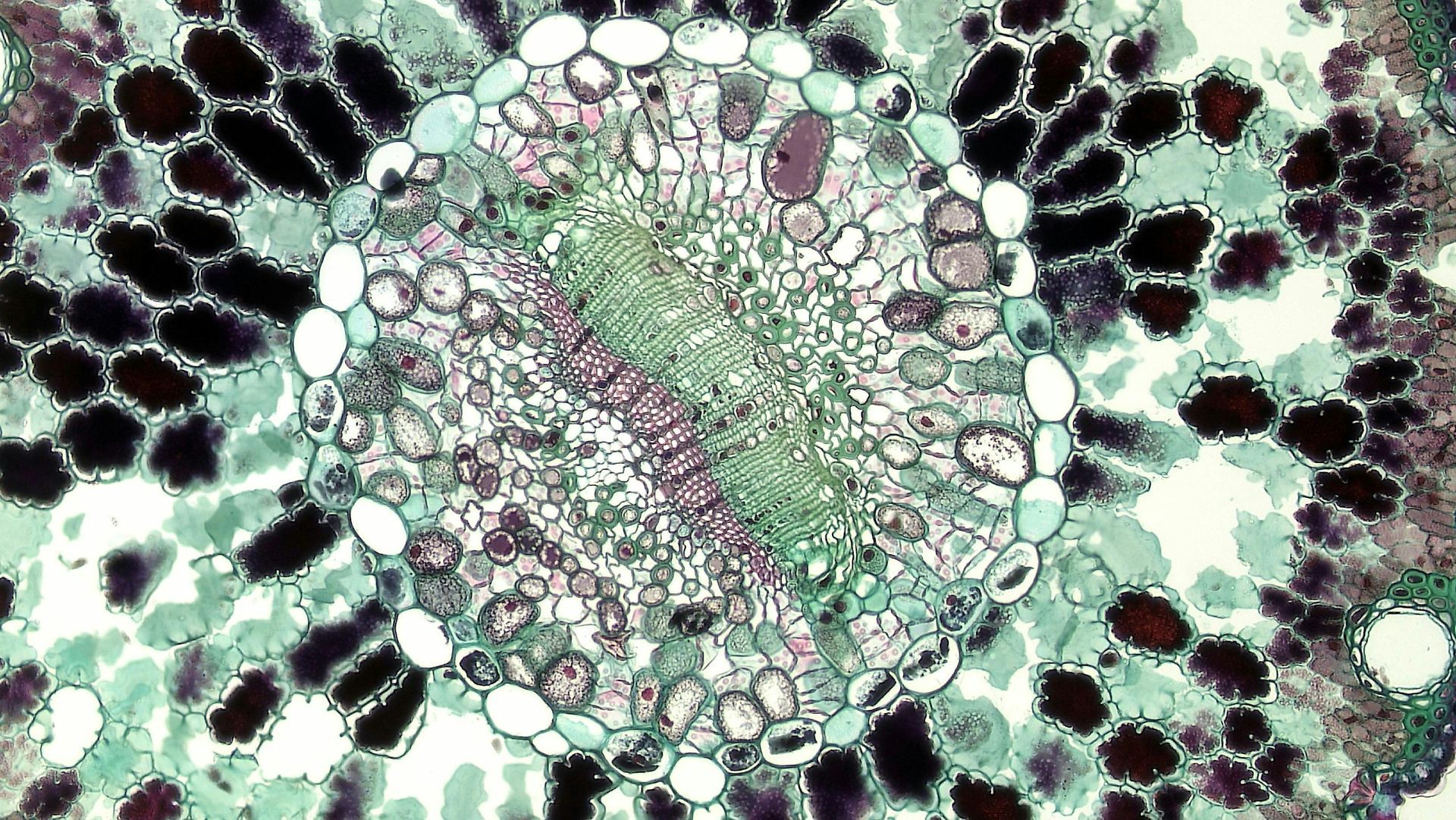 Cells in a Microscope