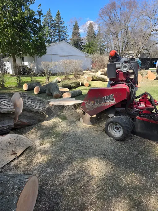 A red stump grinder grinds a tree stump in a yard, surrounded by sawdust and cut logs.