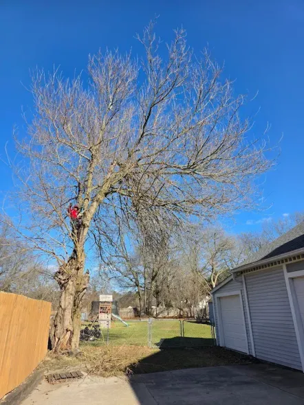 Bare tree with a person in a harness, near a house and fence on a sunny day.