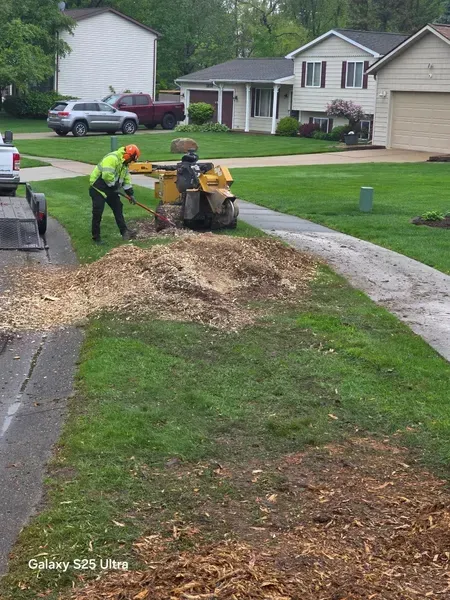 Person using a stump grinder on a residential lawn, wood chips covering ground.