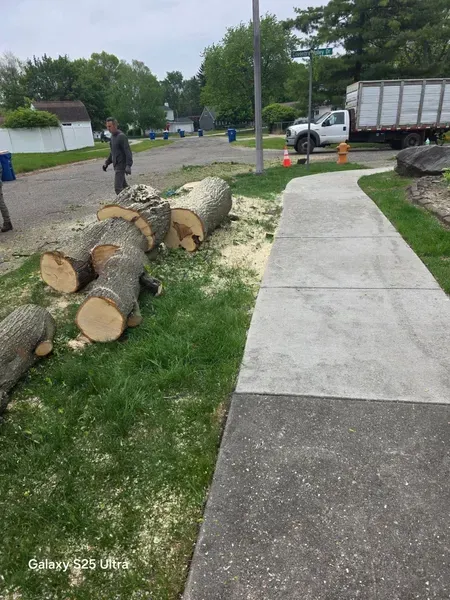 Cut logs on grass next to a sidewalk. Men are nearby with a truck, possibly removing the tree.